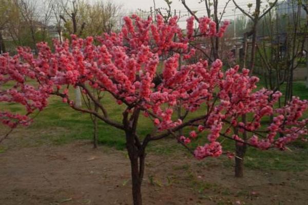 榆葉梅和美人梅的區別是什么 榆葉梅的水肥管理技巧