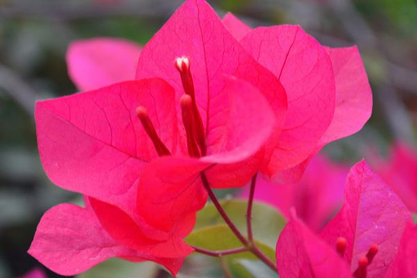 三角梅怎么養 三角梅養殖方法與注意事項