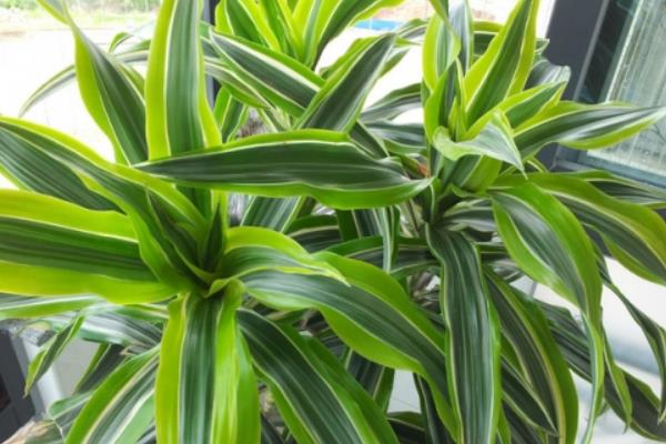 巴西木圖片大全 巴西木市場價值