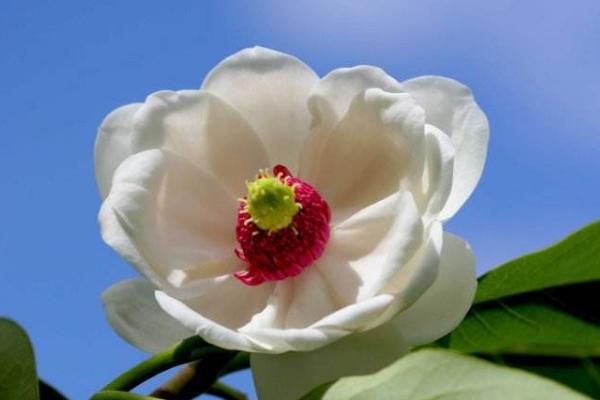 天女花功效與作用 天女花花語及寓意