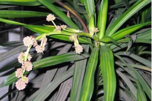 巴西木怎么養 巴西木養殖方法與注意事項