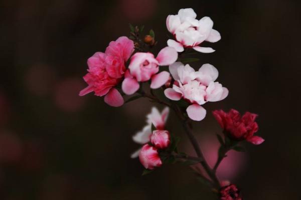 松紅梅好養嗎 松紅梅養殖方法與注意事項