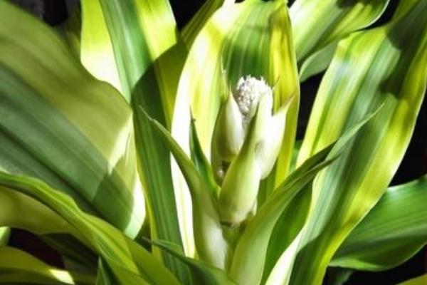 巴西木市場價格多少錢一盆  巴西木的功效和作用