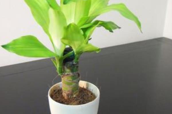 巴西木市場價格多少錢一盆 巴西木的功效和作用