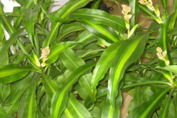 巴西木市場價格多少錢一盆 巴西木的功效和作用