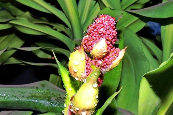 巴西木市場價格多少錢一盆 巴西木的功效和作用