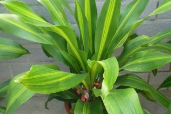 巴西木市場價格多少錢一盆 巴西木的功效和作用