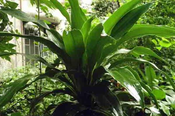 巴西木市場價格多少錢一盆 巴西木的功效和作用