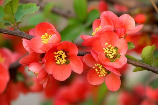 貼梗海棠怎么養 貼梗海棠養殖方法與注意事項