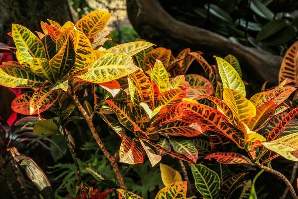 灑金榕有毒嗎 灑金榕可以放在室內臥室嗎