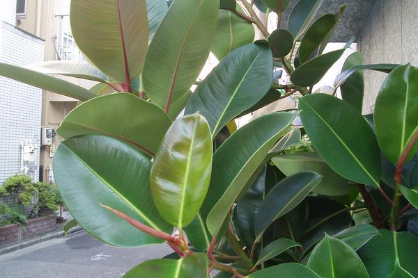 橡皮樹市場價格多少錢一盆 橡皮樹的品種