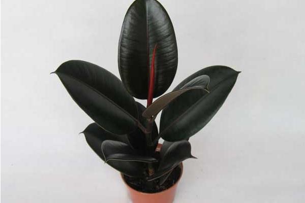 橡皮樹市場價格多少錢一盆 橡皮樹的品種