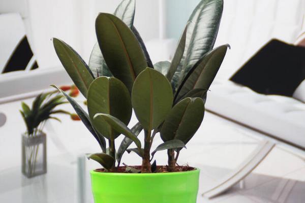 橡皮樹市場價格多少錢一盆 橡皮樹的品種