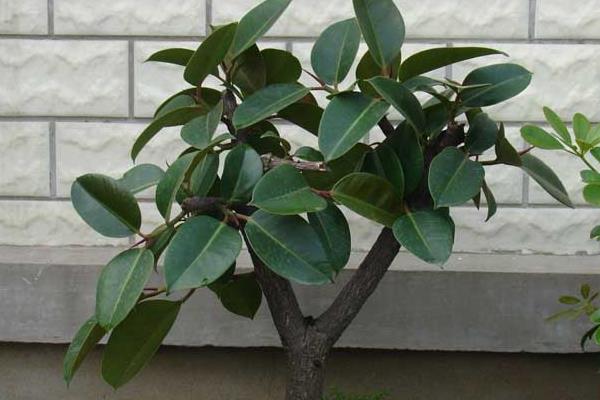 橡皮樹市場價格多少錢一盆 橡皮樹的品種