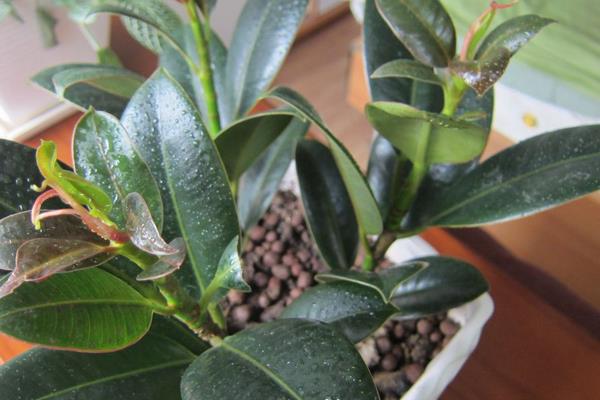 橡皮樹市場價格多少錢一盆 橡皮樹的品種