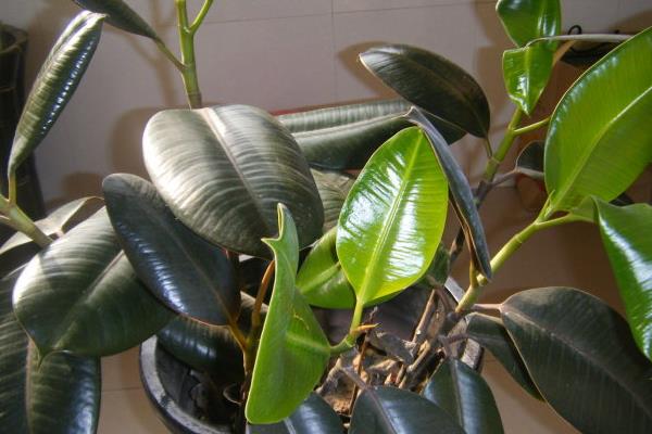 橡皮樹市場價格多少錢一盆 橡皮樹的品種