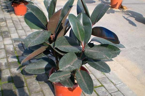 橡皮樹功效與作用 橡皮樹藥用價值