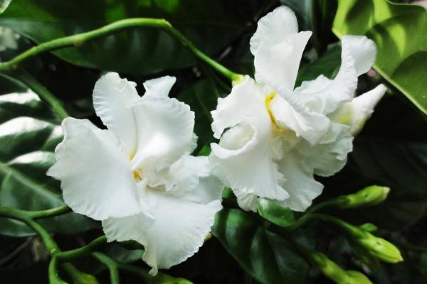 狗牙花什么時候開花 狗牙花什么時候修剪