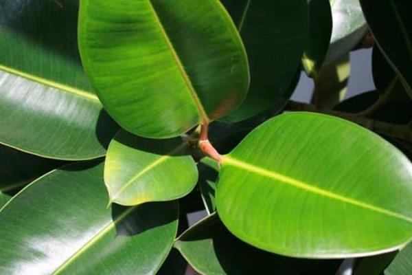 橡皮樹盆景怎么制作造型好看  橡皮樹盆景的獨桿現象怎么處理