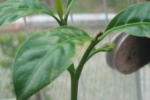 狗牙花什么時候開花 狗牙花什么時候修剪