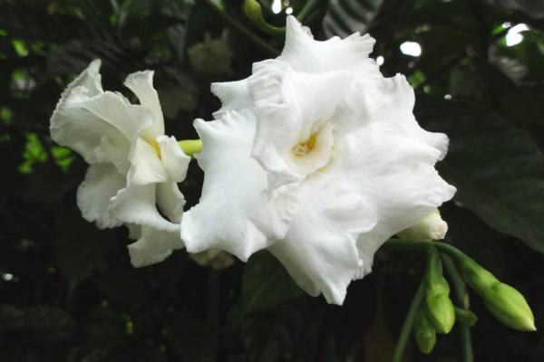 狗牙花什么時候開花 狗牙花什么時候修剪