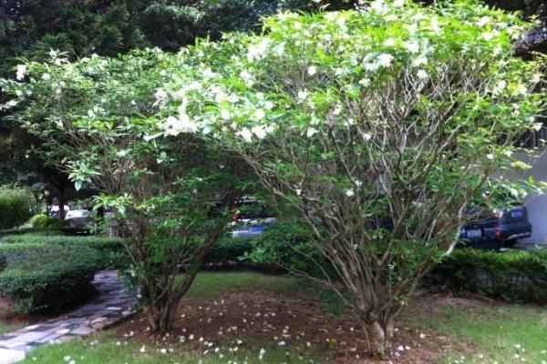 狗牙花什么時候開花 狗牙花什么時候修剪