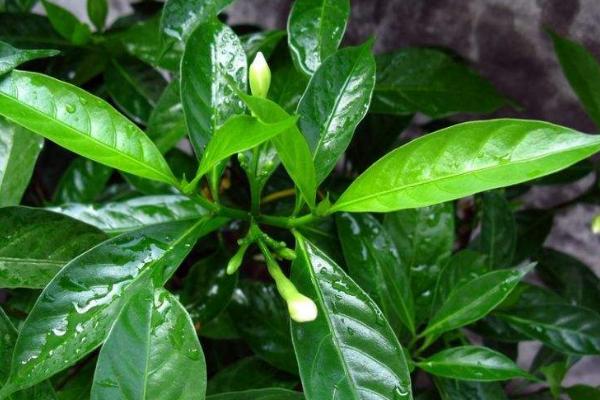 狗牙花什么時候開花 狗牙花什么時候修剪