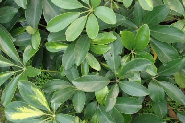 鴨腳木和鵝掌柴的區(qū)別是什么 鴨腳木和七葉蓮的區(qū)別