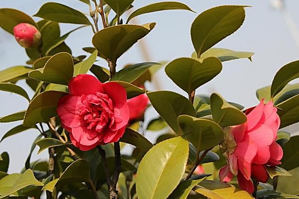 茶花苗幾年可以開花 茶花怎么修剪枝葉