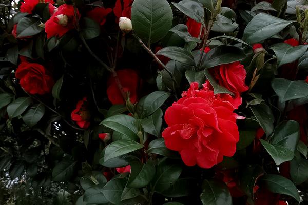 茶花苗幾年可以開花 茶花怎么修剪枝葉