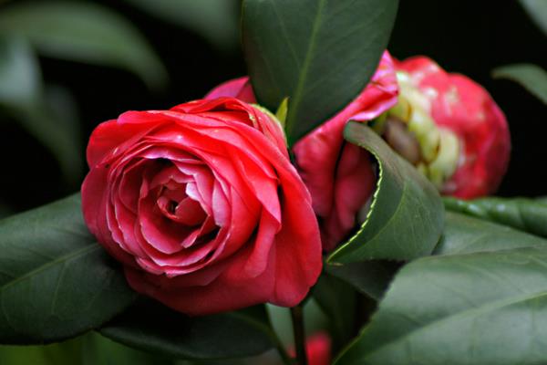 茶花苗幾年可以開花 茶花怎么修剪枝葉