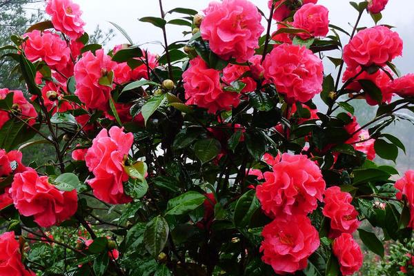 茶花苗幾年可以開花 茶花怎么修剪枝葉