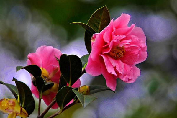 茶花苗幾年可以開花 茶花怎么修剪枝葉