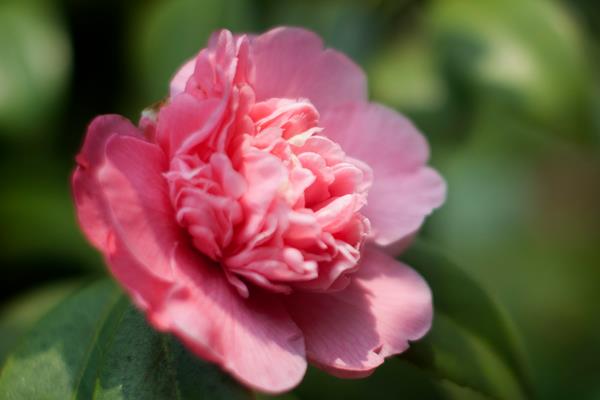 家庭養殖茶花對風水的作用 茶花可以放在室內養殖嗎