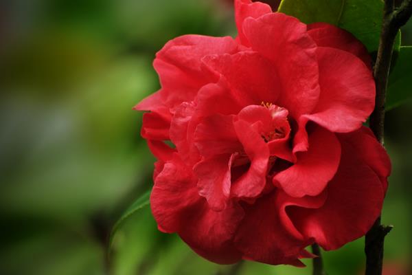 家庭養殖茶花對風水的作用 茶花可以放在室內養殖嗎