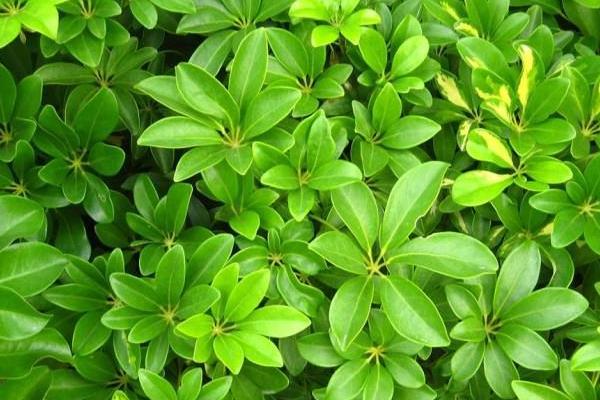 鴨腳木和鵝掌柴的區(qū)別是什么 鴨腳木和七葉蓮的區(qū)別