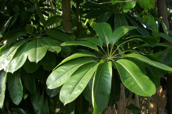 鴨腳木和鵝掌柴的區(qū)別是什么 鴨腳木和七葉蓮的區(qū)別