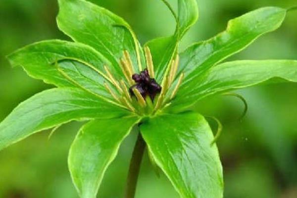 鴨腳木和鵝掌柴的區(qū)別是什么 鴨腳木和七葉蓮的區(qū)別