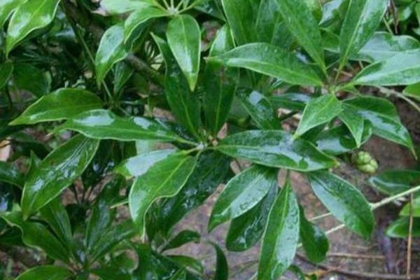 鴨腳木和鵝掌柴的區(qū)別是什么 鴨腳木和七葉蓮的區(qū)別