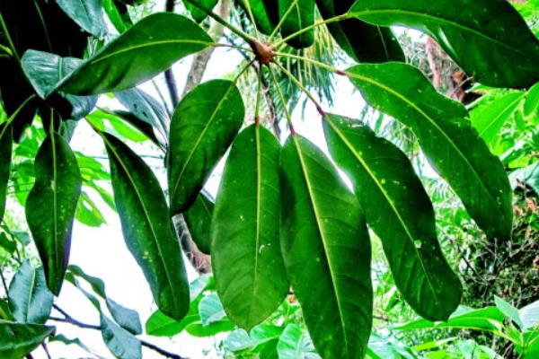 鴨腳木和鵝掌柴的區(qū)別是什么 鴨腳木和七葉蓮的區(qū)別