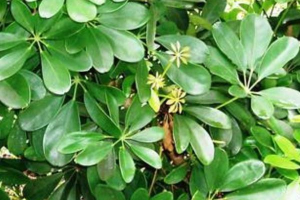 鴨腳木和鵝掌柴的區(qū)別是什么 鴨腳木和七葉蓮的區(qū)別