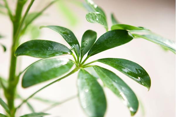 鴨腳木和鵝掌柴的區(qū)別是什么 鴨腳木和七葉蓮的區(qū)別