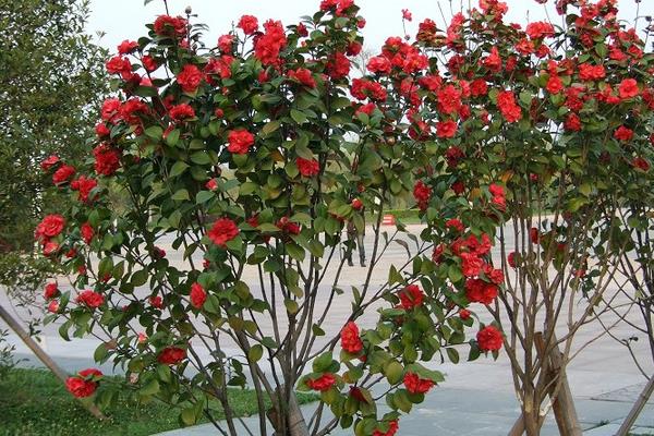 家庭養殖茶花對風水的作用 茶花可以放在室內養殖嗎