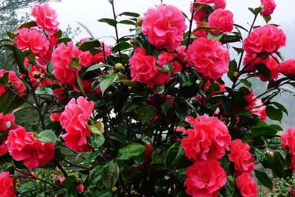 家庭養殖茶花對風水的作用 茶花可以放在室內養殖嗎