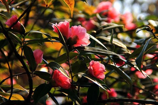 家庭養殖茶花對風水的作用 茶花可以放在室內養殖嗎