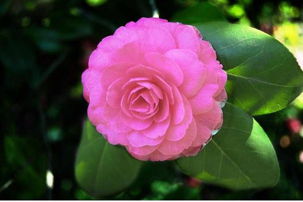 家庭養殖茶花對風水的作用 茶花可以放在室內養殖嗎