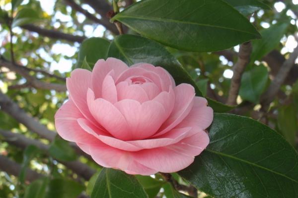 茶花功效與作用 茶花藥用價值