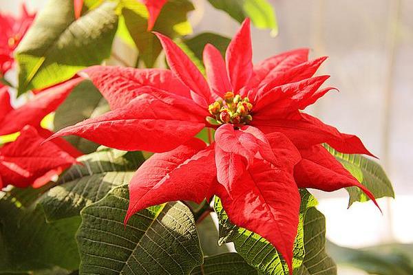 一品紅掉葉子怎么辦 一品紅葉子發(fā)黃的原因及解決方法