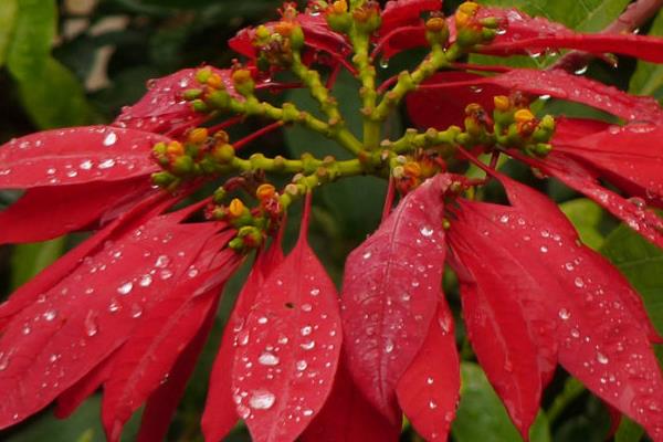 家庭養(yǎng)一品紅有什么好處（風(fēng)水作用）  家中有孕婦適合養(yǎng)一品紅嗎