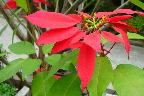 家庭養(yǎng)一品紅有什么好處(風(fēng)水作用) 家中有孕婦適合養(yǎng)一品紅嗎